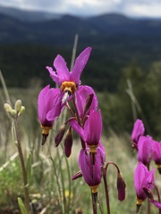 Primula pauciflora pauciflora