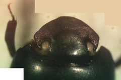 Ateuchus guatemalensis