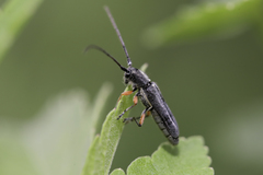 Phytoecia icterica
