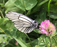 Aporia crataegi
