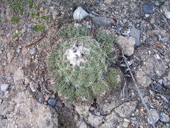 Coryphantha durangensis cuencamensis