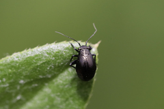 Halticini