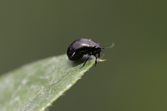 Halticini