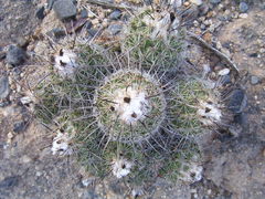 Coryphantha durangensis cuencamensis