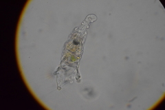Collotheca