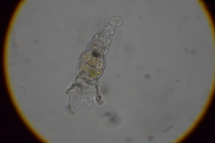 Collotheca