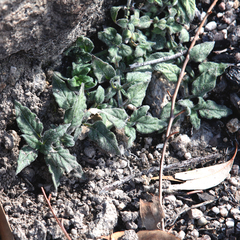 Opercularia hispida