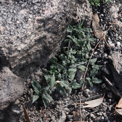 Opercularia hispida