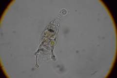 Collotheca