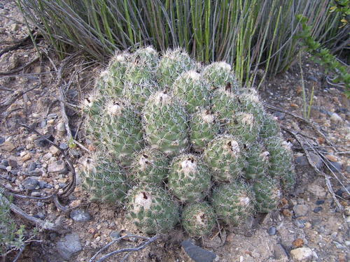 Coryphantha durangensis
