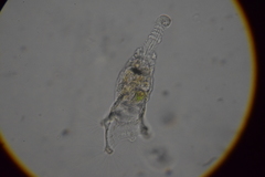 Collotheca