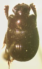 Ateuchus rodriguezi