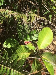 Dilleniaceae