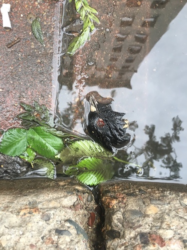 Feral Pigeon photographed in Minnesota