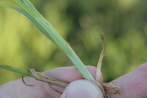 Image of Carex alopecoidea by (c) Quinten Wiegersma, some rights reserved (CC BY)