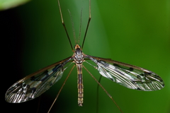 Leptotarsus binotatus