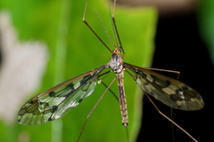 Leptotarsus binotatus