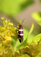 Micropterix aureatella