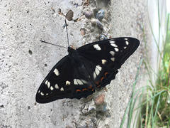 Limenitis populi