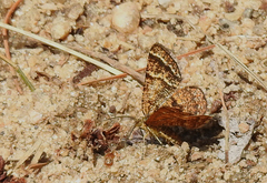 Epelis truncataria