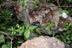 Carabus scabrosus tauricus
