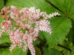 Rodgersia