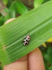 Omophoita simulans