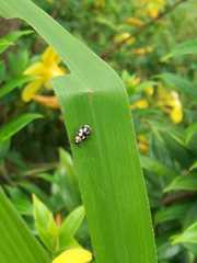 Omophoita simulans