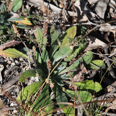 Plantago debilis