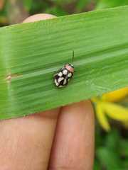 Omophoita simulans
