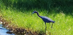 Egretta caerulea