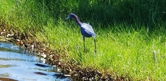 Egretta caerulea