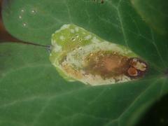 Phytomyza aquilegiae