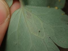 Phytomyza aquilegiae