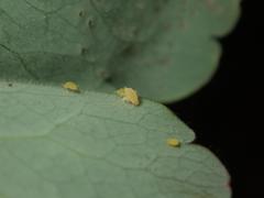 Longicaudus trirhodus