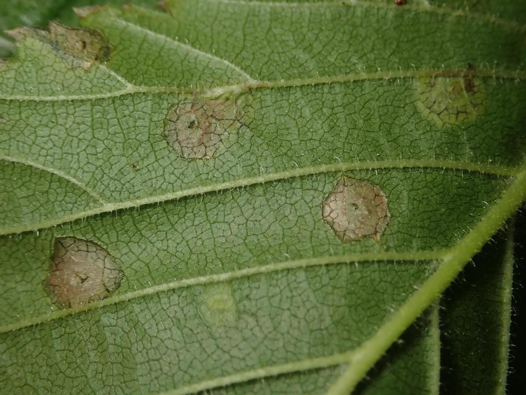 Physemocecis ulmi