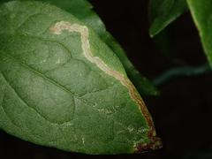 Phytomyza vitalbae
