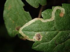 Phytomyza rectae