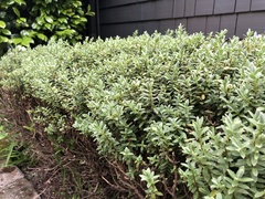 Veronica topiaria