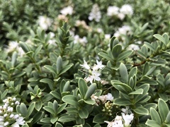 Veronica topiaria