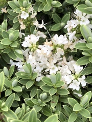 Veronica topiaria