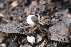 Trochosa sepulchralis