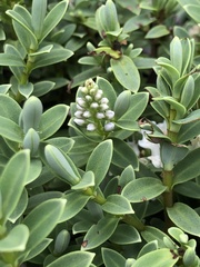 Veronica topiaria