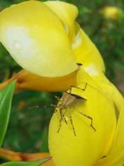 Hypselonotus lineatus