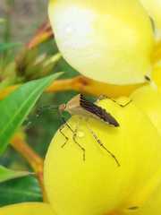 Hypselonotus lineatus