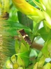 Hypselonotus lineatus