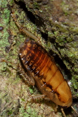 Celatoblatta undulivitta