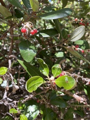 Comarostaphylis diversifolia planifolia