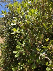 Comarostaphylis diversifolia planifolia