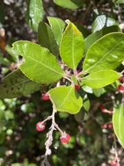 Comarostaphylis diversifolia planifolia